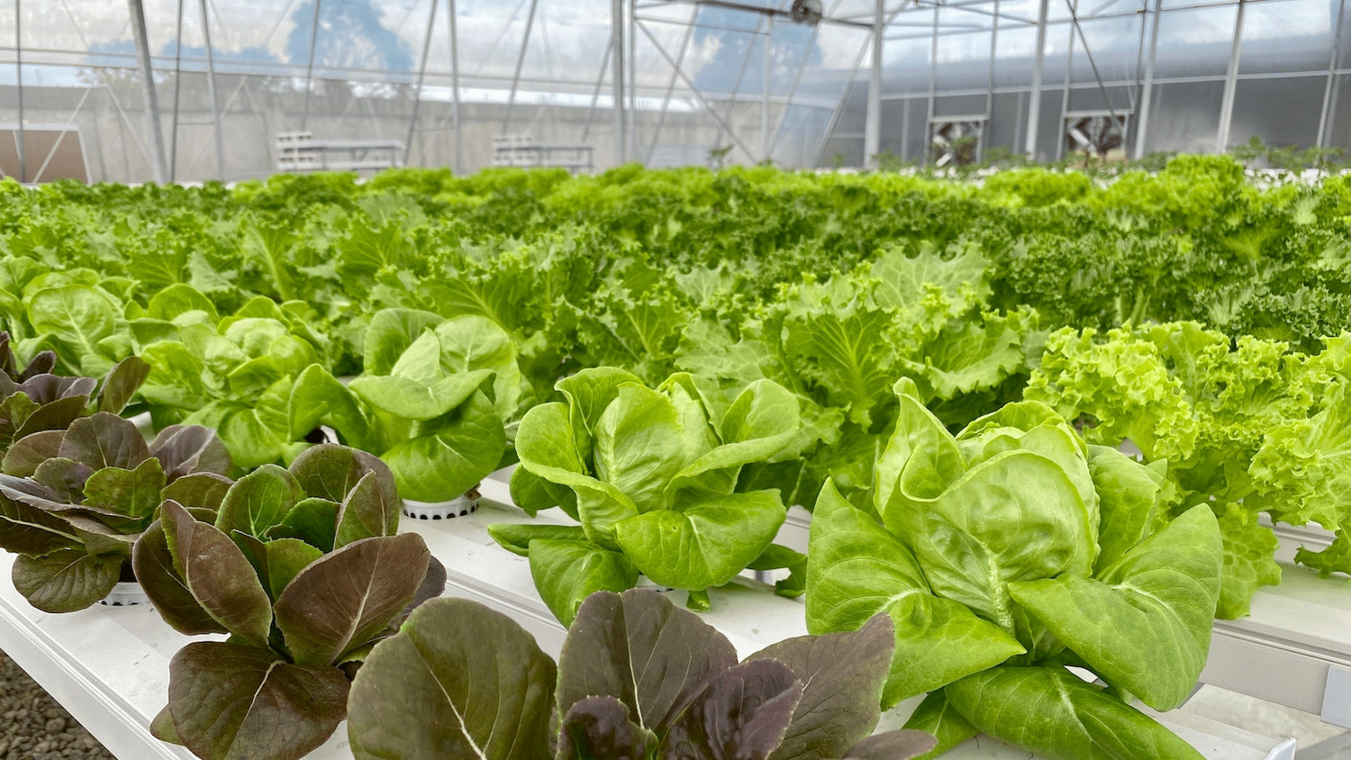 Trigold Farmtech vegetables in a hydroponics system
